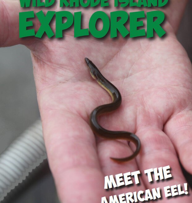 Cover of Wild Rhode Island Explorer, Spring 2023